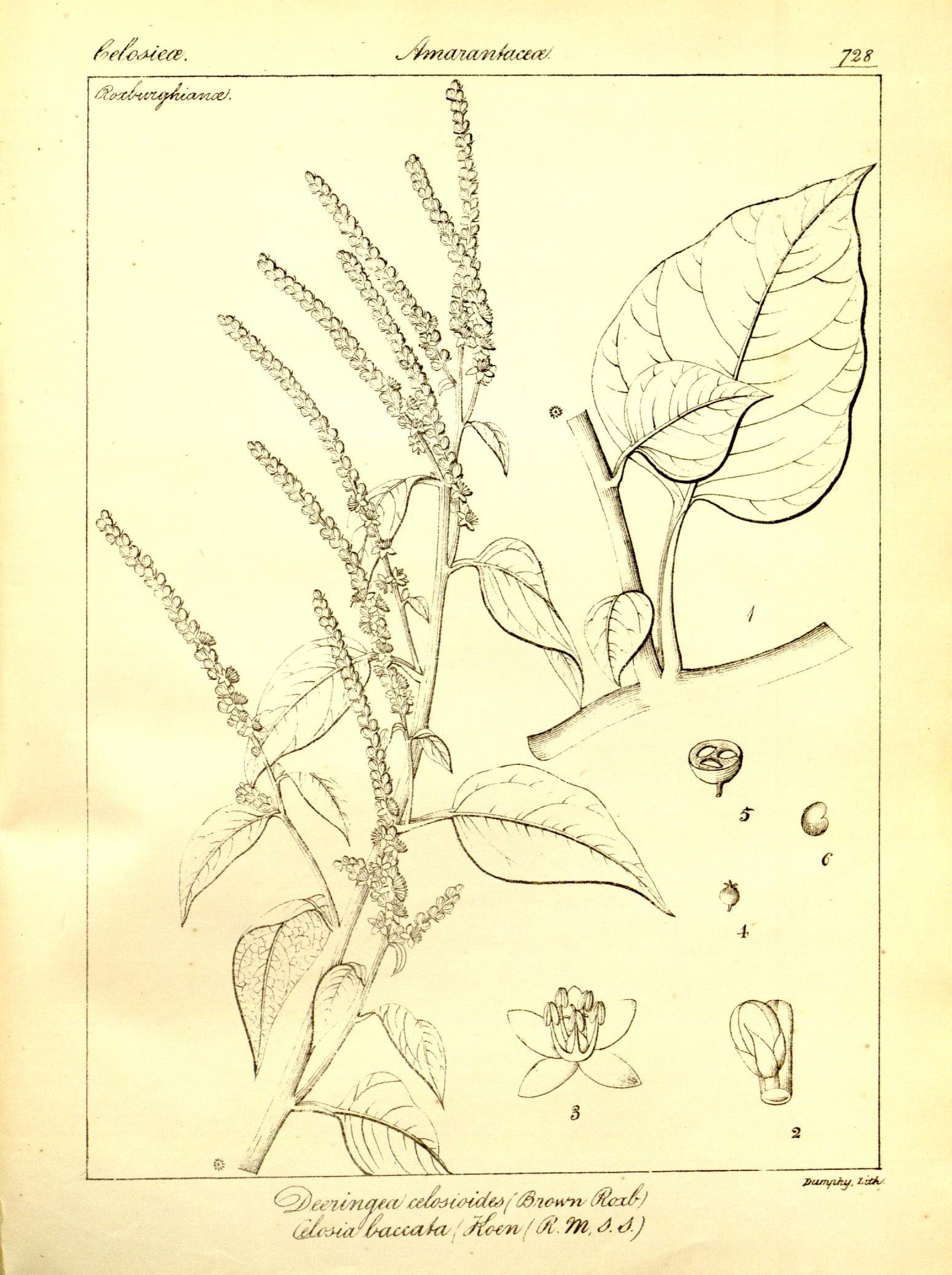 Plate 728