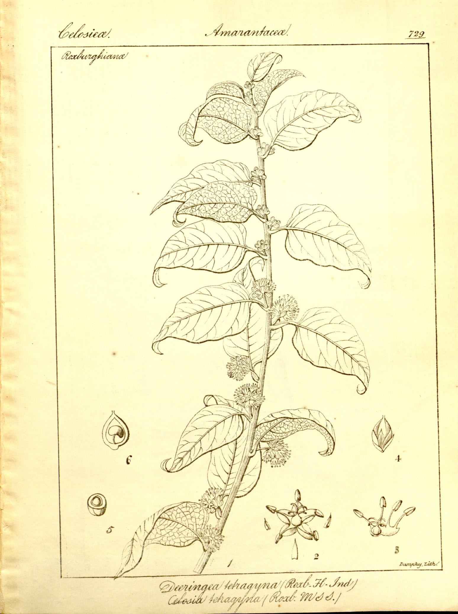 Plate 729