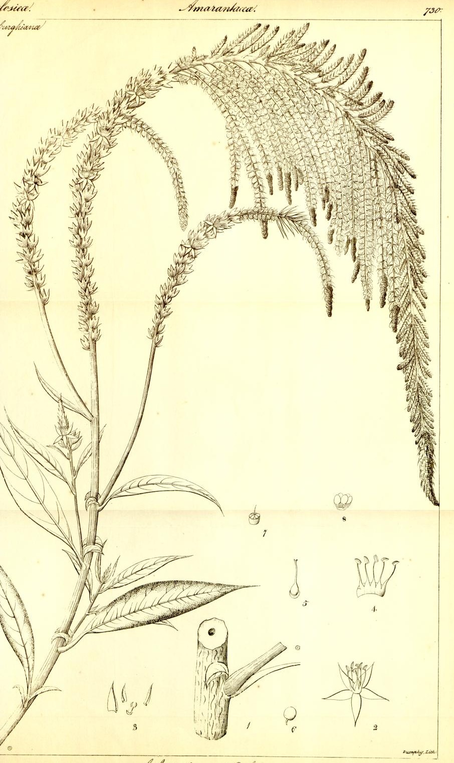 Plate 730