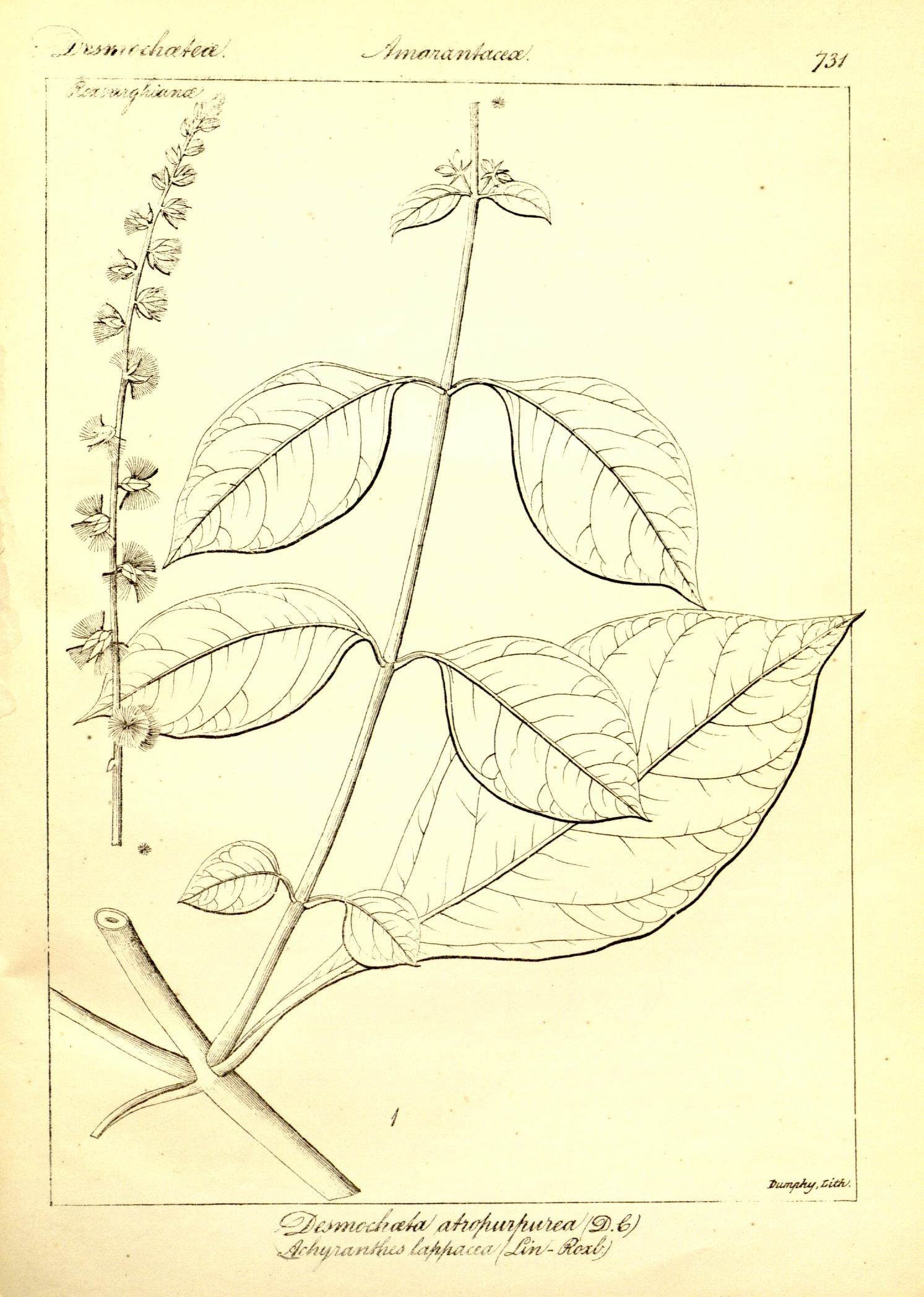 Plate 731