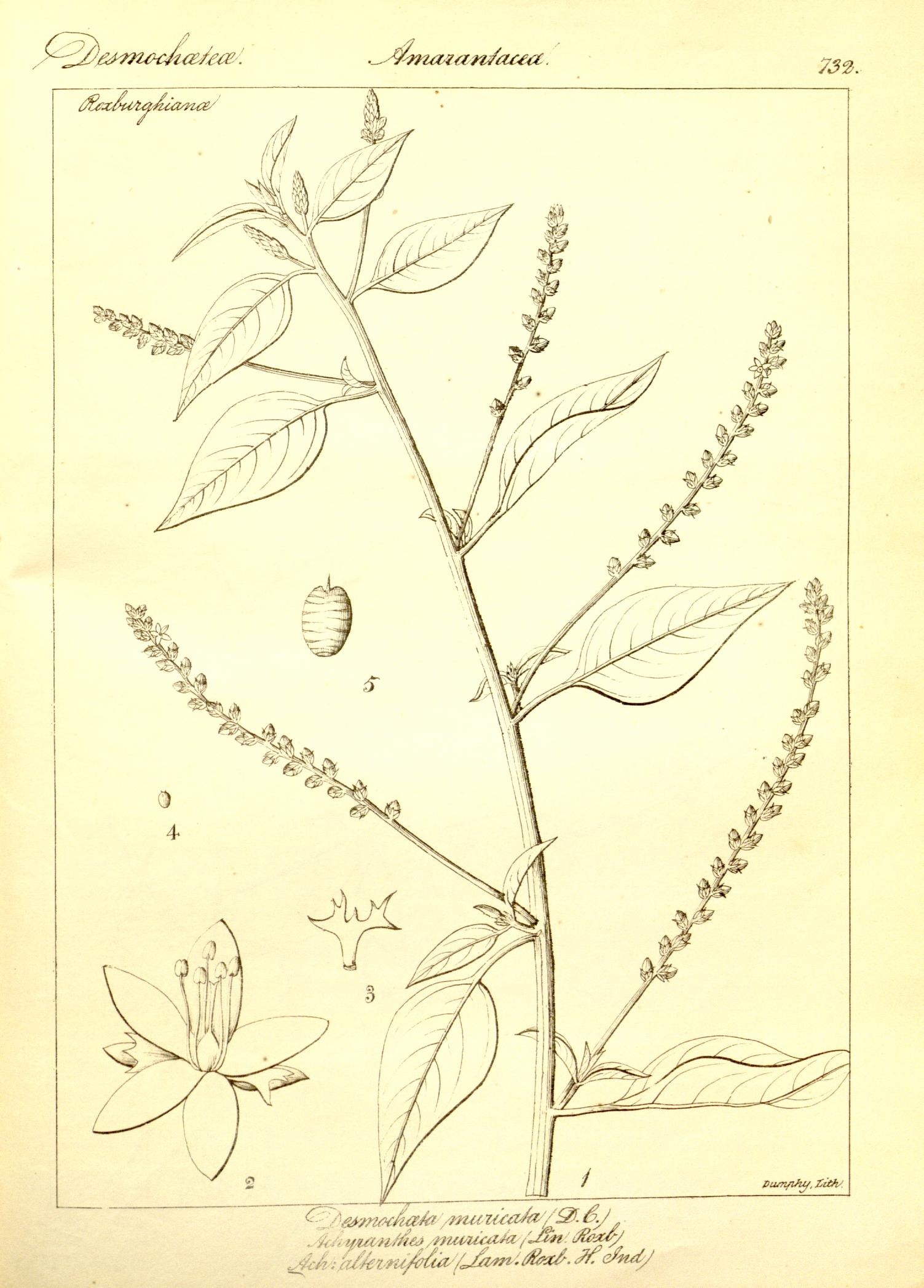 Plate 732