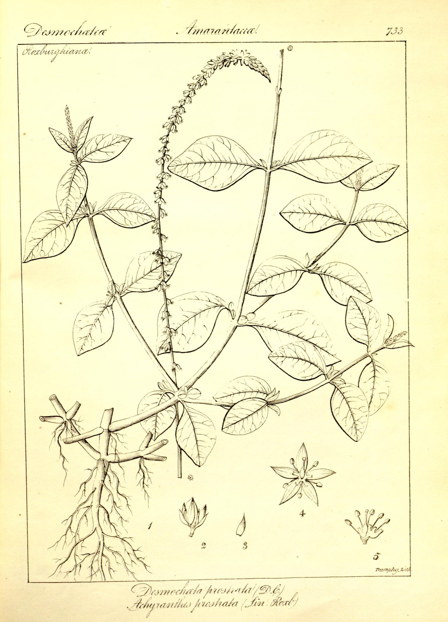 Plate 733