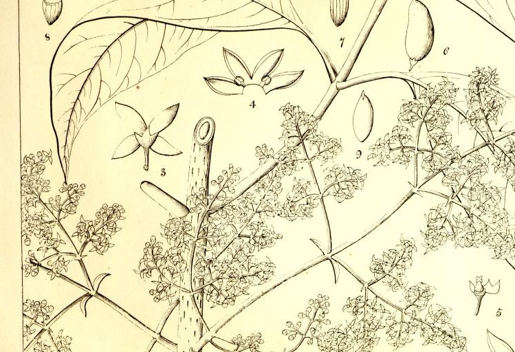 Plate 734