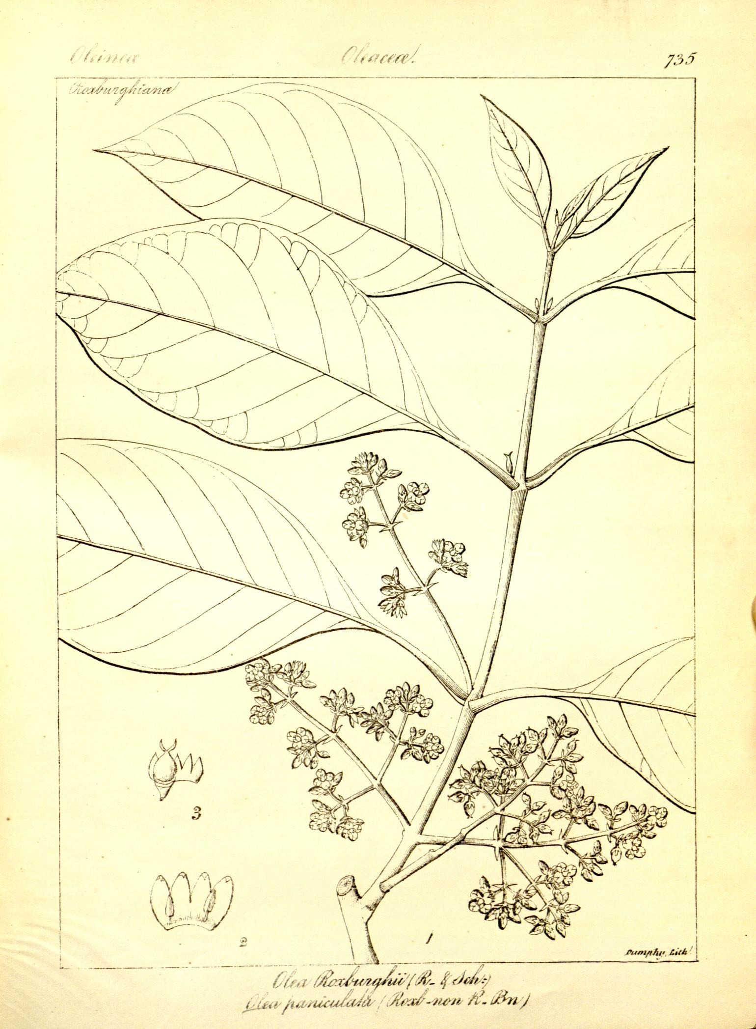 Plate 735