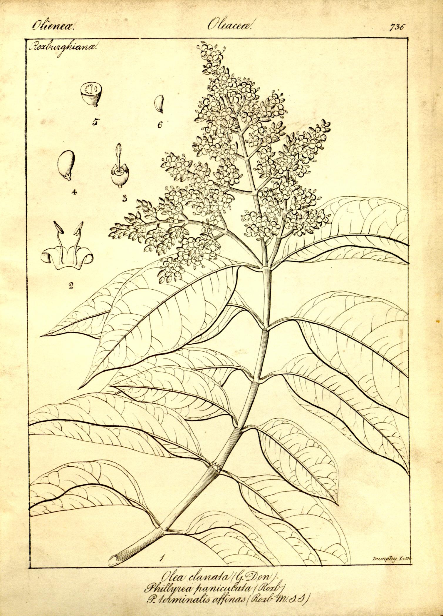 Plate 736