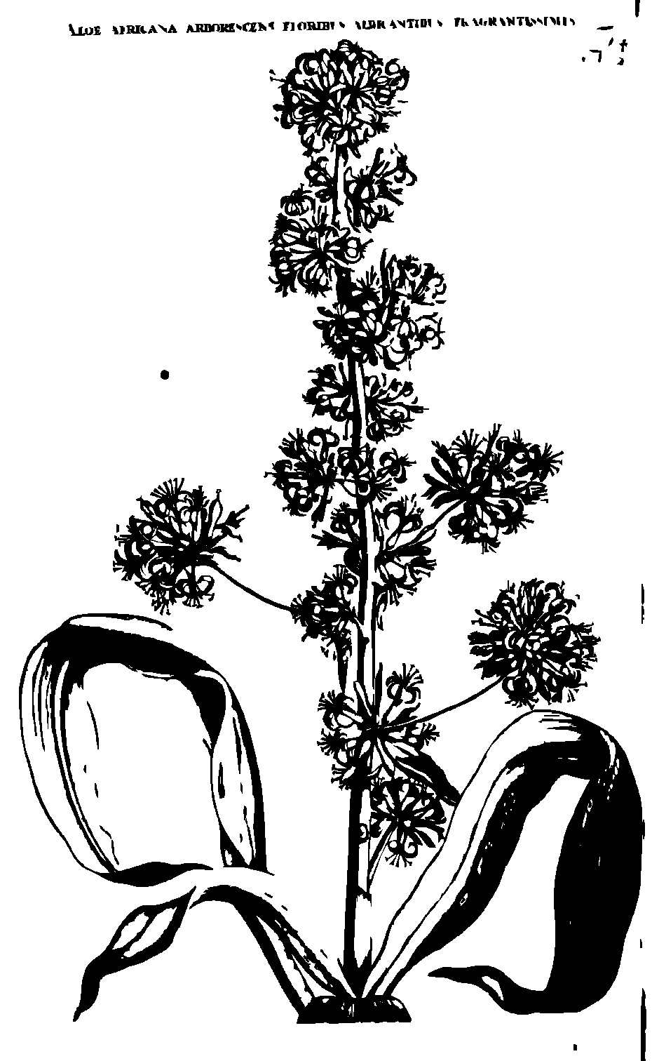 SVG-Vorschau