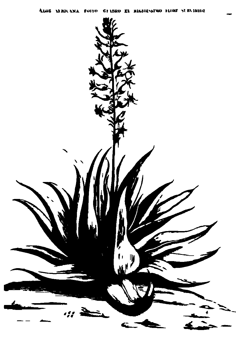 SVG-Vorschau