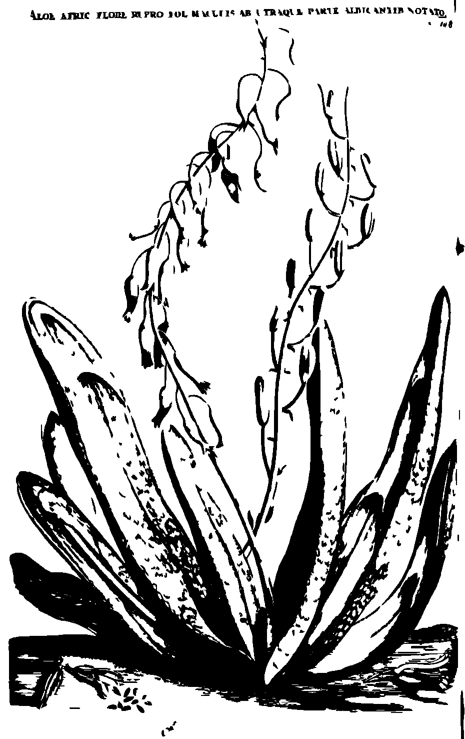 SVG-Vorschau