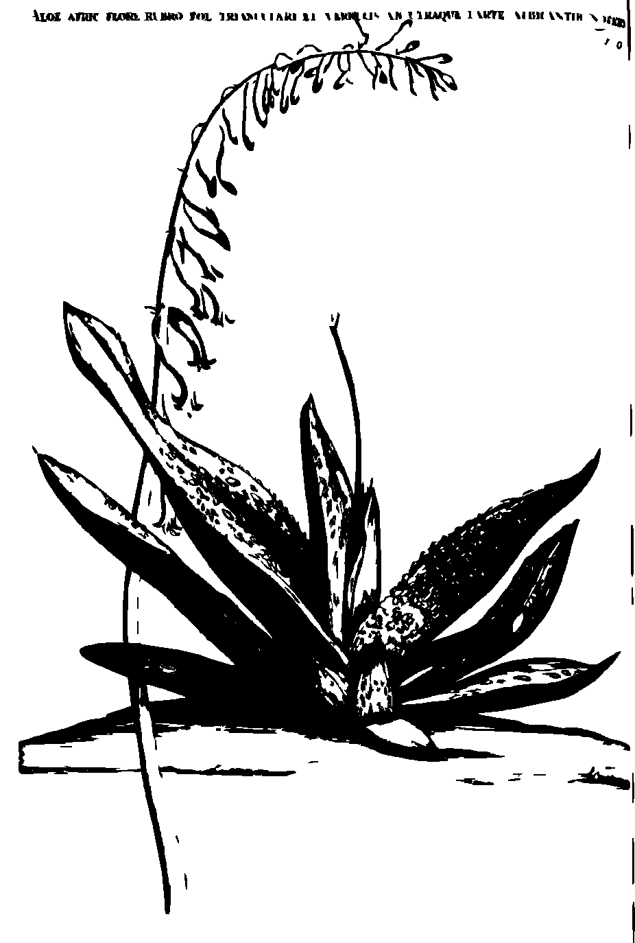SVG-Vorschau