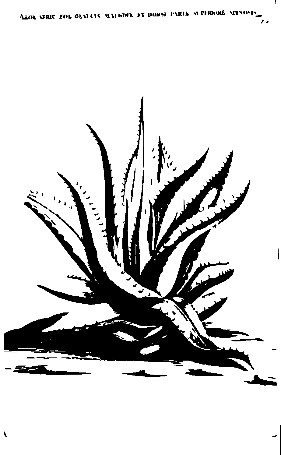 SVG-Vorschau