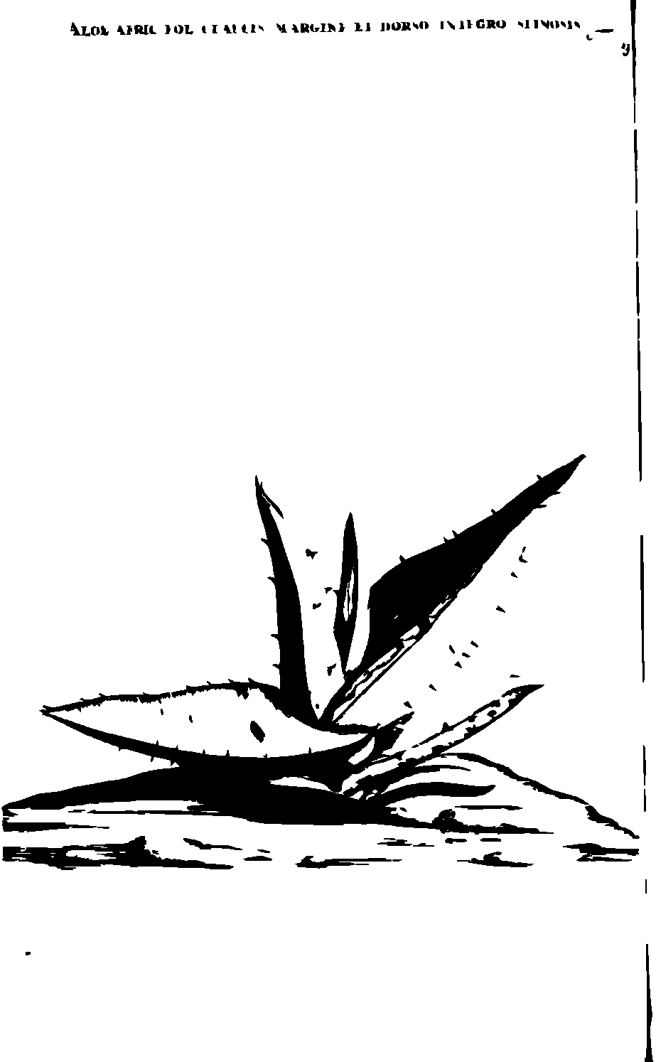 SVG-Vorschau