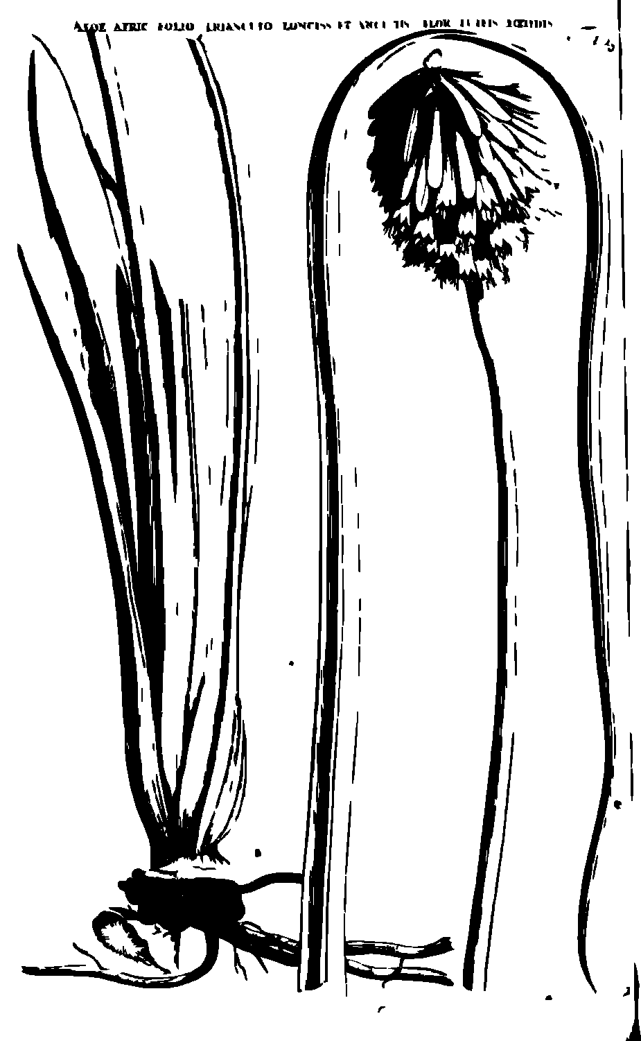 SVG-Vorschau