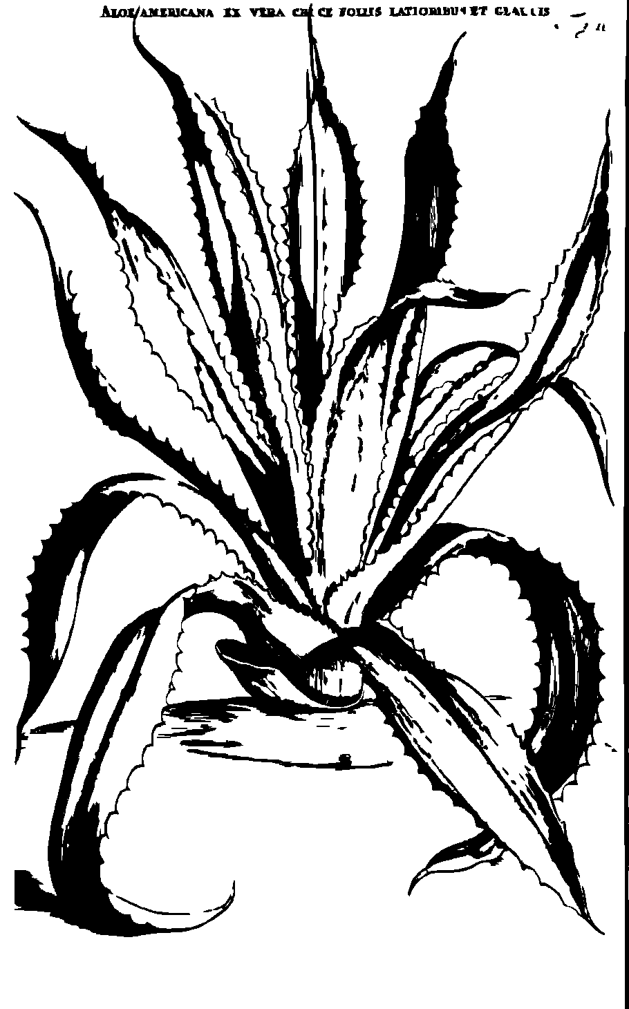 SVG-Vorschau