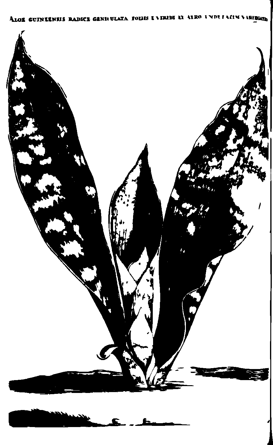 SVG-Vorschau