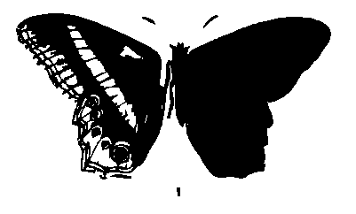 SVG-Vorschau