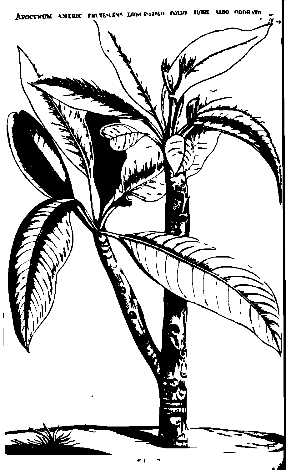 SVG-Vorschau