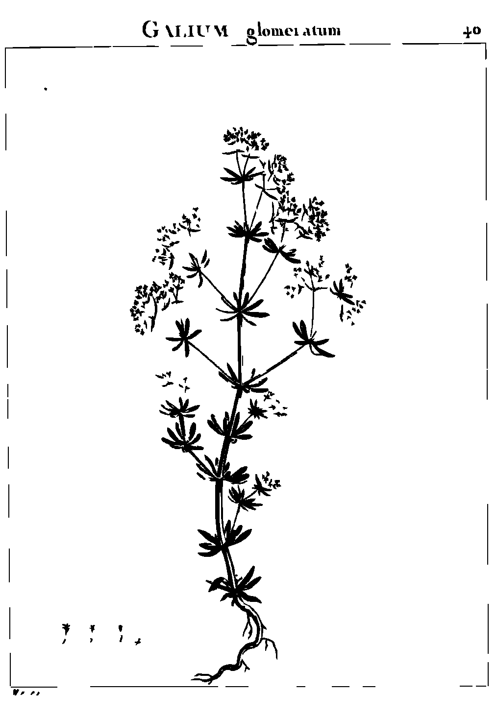SVG-Vorschau