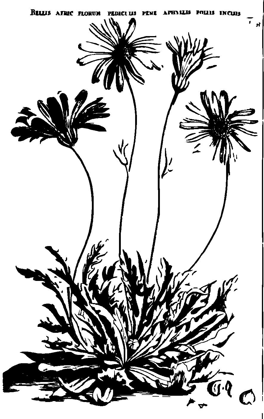 SVG-Vorschau