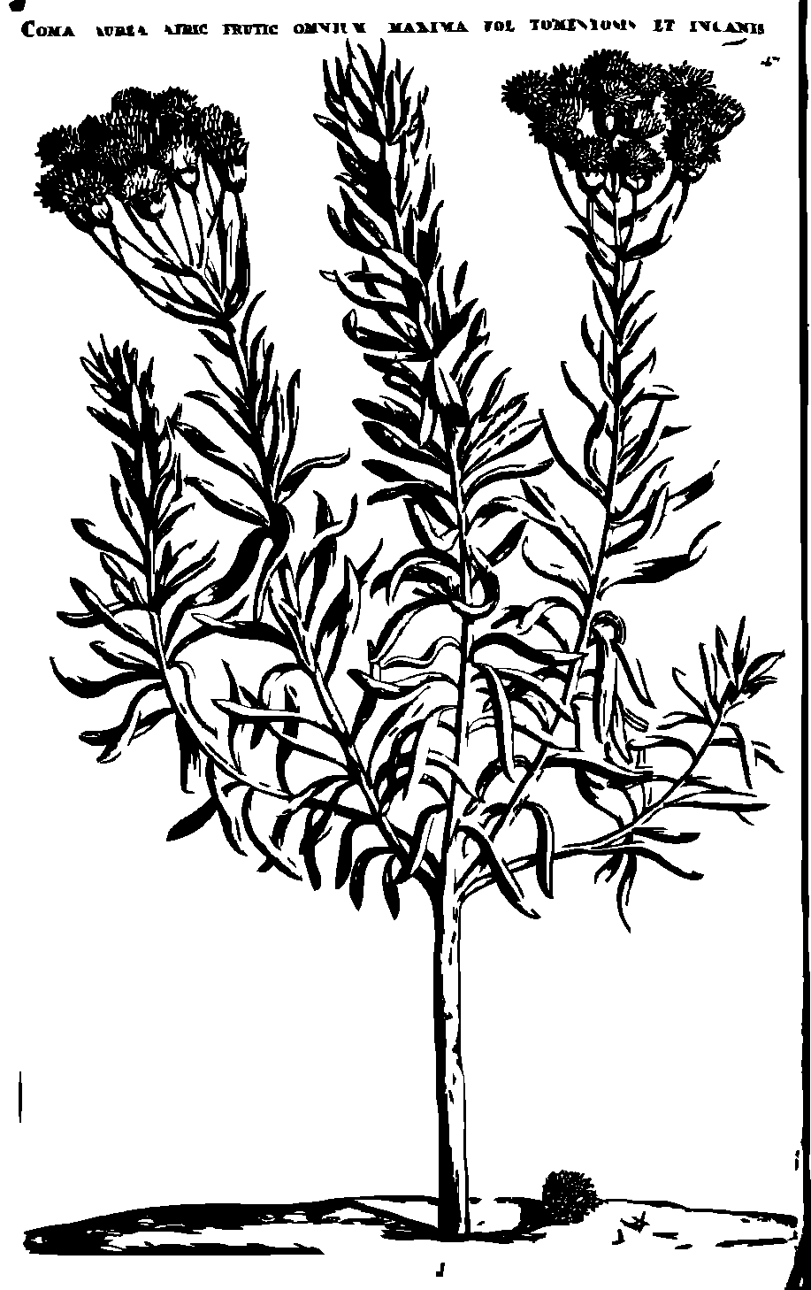SVG-Vorschau