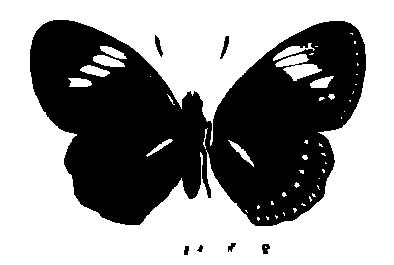 SVG-Vorschau