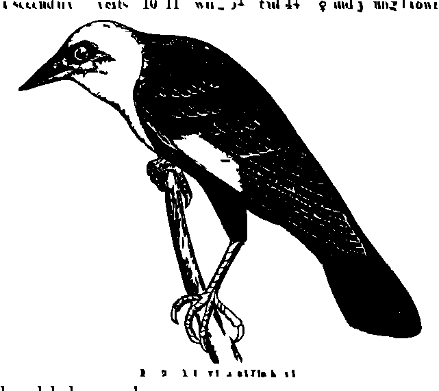 SVG-Vorschau