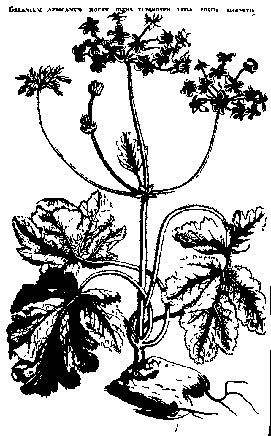 SVG-Vorschau