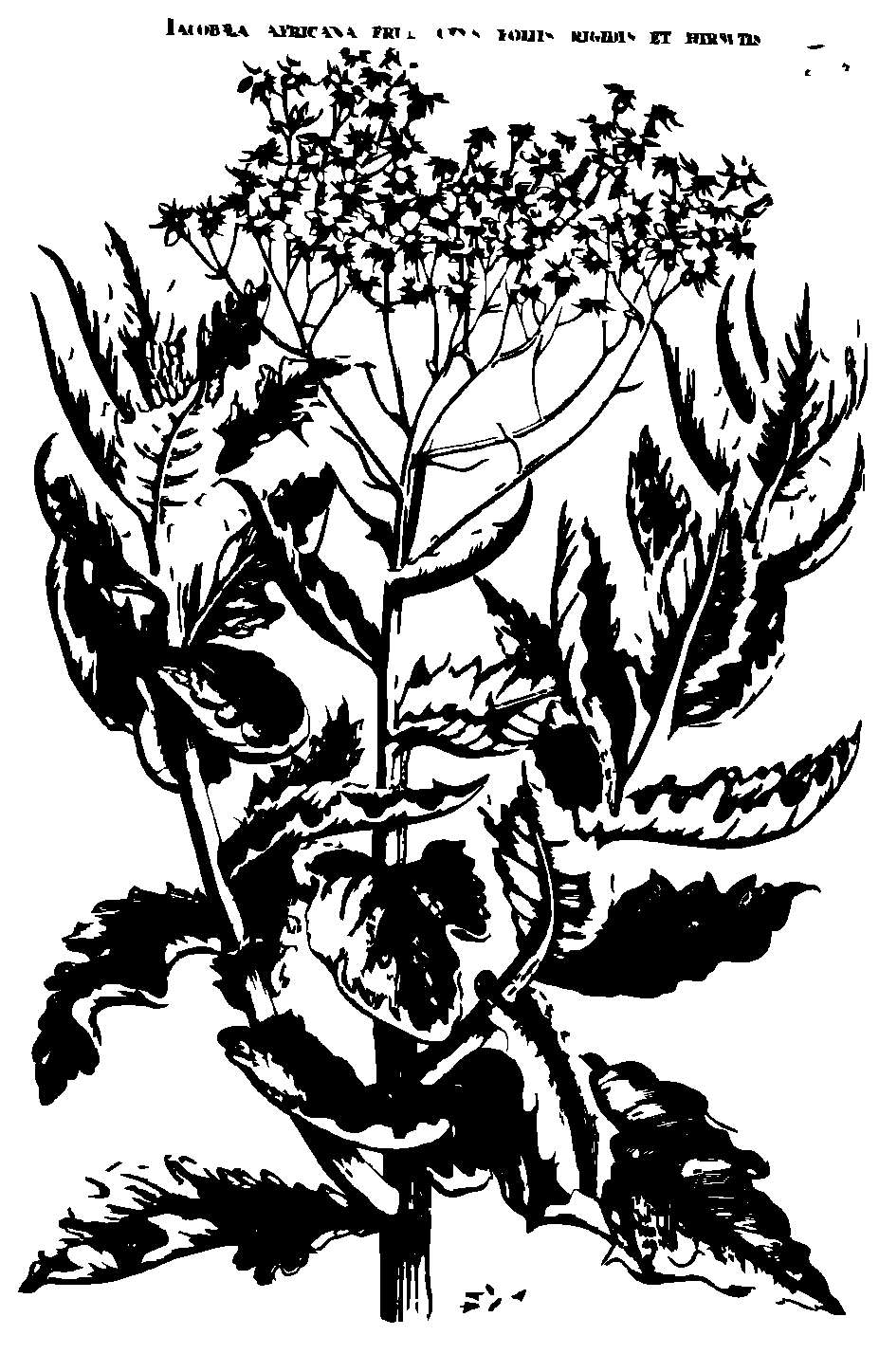 SVG-Vorschau