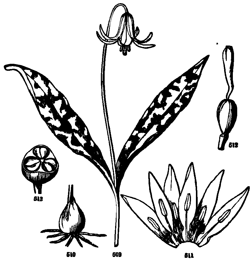 SVG-Vorschau