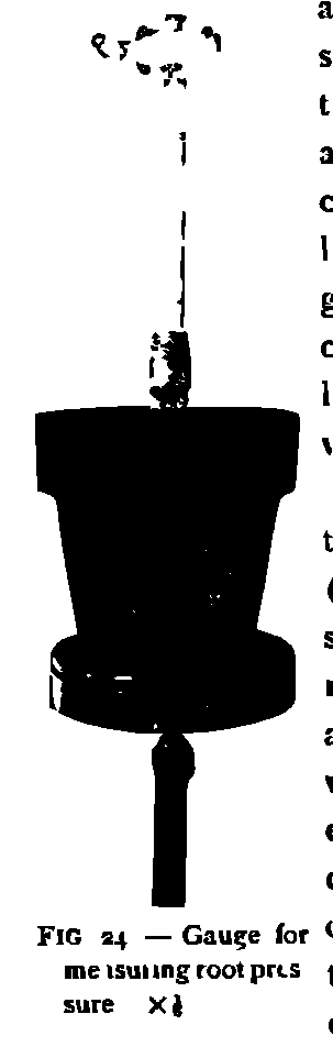 SVG-Vorschau