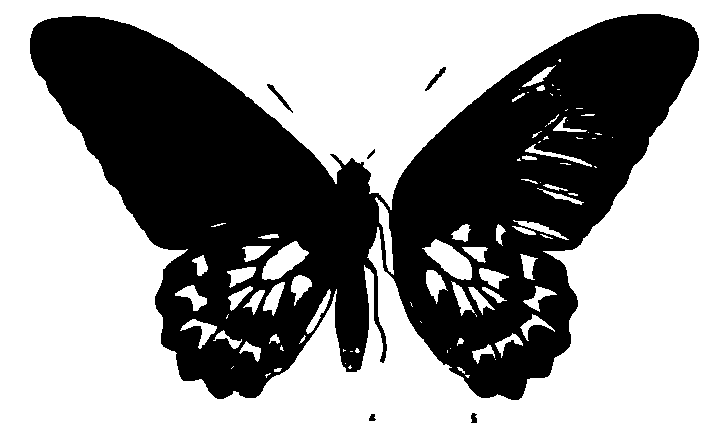 SVG-Vorschau