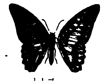 SVG-Vorschau