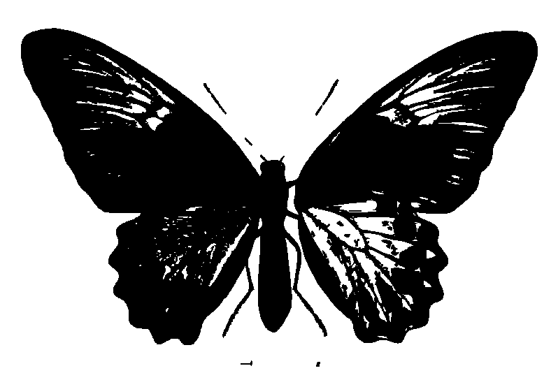 SVG-Vorschau