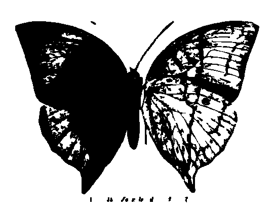 SVG-Vorschau