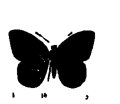 SVG-Vorschau