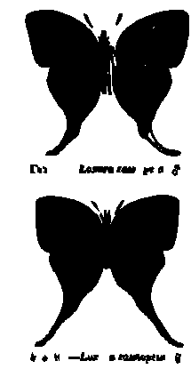 SVG-Vorschau